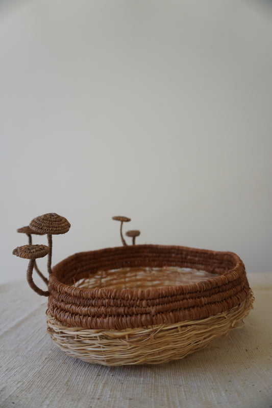 Pholiota communis amongst the Lomandra